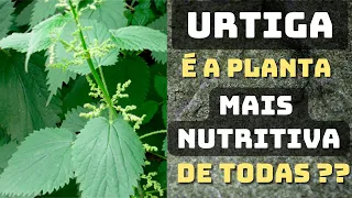URTIGA 🌿 A planta que cura quase tudo!