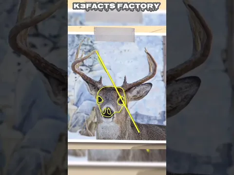 #shorts हिरण🦌 किसी भी घाव को भर सकता है #deer #k3factsfactory