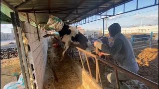 BU İNEKLER ADAMI ÖLDÜRÜR
