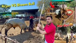 Arjun VS Bheem Dangerous Bull Fight🤬🐂⚔️