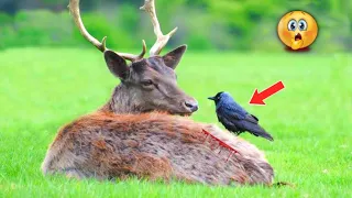 हिरण और कौवे की कहनी 😱 ~ A Story Of Crow And Deer 🦌 ||