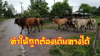 วัวบรามันสวยโครงสร้างดี 48ตัวไปสุพรรณบุรี “หนุ่ม อู่ทอง”