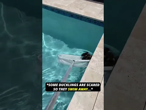 She Helped Ducklings🥰