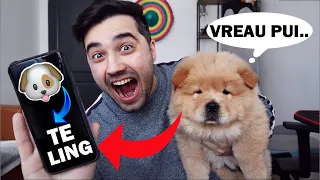 TRADUC și FAC TOT CE SPUNE COOKIE !! (M-a mușcat pentru prima oară..)