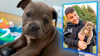 ESSE É MEU NOVO CACHORRO!! *exotic bully*