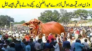 Most Unique Bulls In The World | Biggest Cow in Pakistan