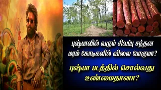 Pushpa Movie சந்தன மரம் கோடிகளில் போகுமா?