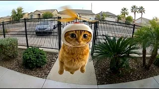 cats acting weird