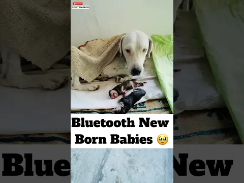 Bluetooth New Born Babies 🥹 | #325