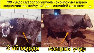 Мен алган музоолор 3 айда кандай чоноюптур?