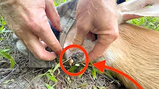 Deer Gets INSTANT RELIEF From a Sore Infected Abscess