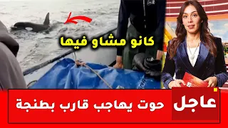 عاجل🚨.. مشهد يحبس الأنفاس - حوت "الأوركا" القاتل يشن هجوما على مركب صيد تقليدي بسواحل طنجة المغرب