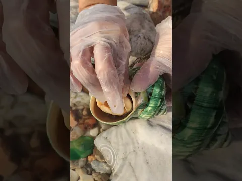 #pearl #seafood #hunting pearls #picking pearls
