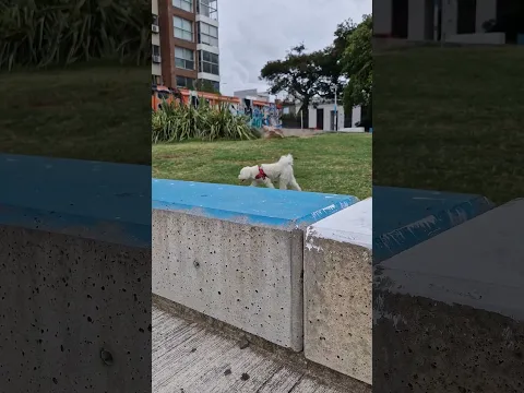 #badbunny #musica #music #unveranosinti #cooper #fypシ゚ #puppy #pets #elperrochocolo #fypviral #cute