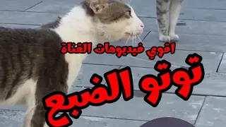 قطط وحيوانات بتتكلم مسخرة #قطط #خدلك_ضحكه_مع_اسامه #كوميدي #حيوانات مضحكه #ضحك #مضحك #كوميديا #قرش