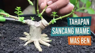 Tahapan Membuat Bonsai Sancang Mame Bersama Mas Ben