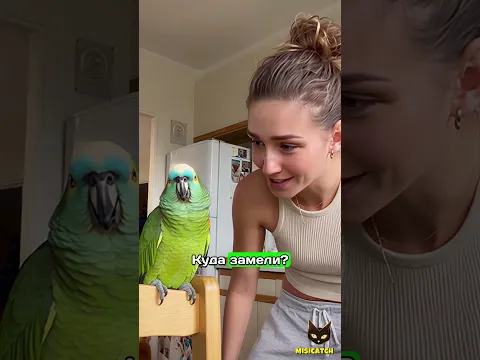 😱 Попугай сдал кота в полицию! Девушка в шоке, Гоша снова чудит 😂