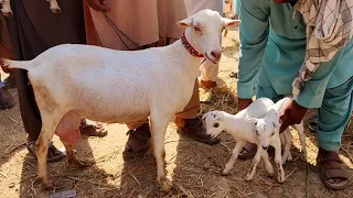 Teddy Bazaar bacchon wali Teddy bakriyan sunane wali Teddy bakriyon Ki Mandi Mein kimat check Karen
