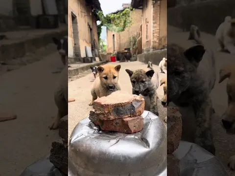 बहुत लुभावना! टोस्ट का पहला स्वाद चखने पर एक गांव के पिल्ले का रिएक्शन बहुत ही प्यारा है 🍞🐕
