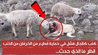 كلب كانجال فشل في حماية قطيع من الخرفان من الذئب انظر ما الذي حدث