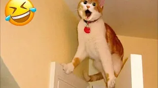 Pets Gone Wild! Funniest Cats & Dogs Compilation Ever 🐕🐈🤣