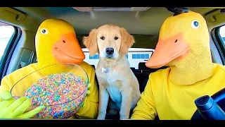 Rubber Ducky Surprises Ducky & Puppy With Car Ride Chase!