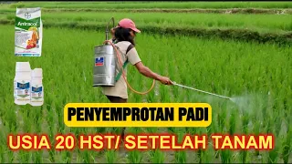 Penyemprotan fungisida // padi umur 20 HST setelah tanam