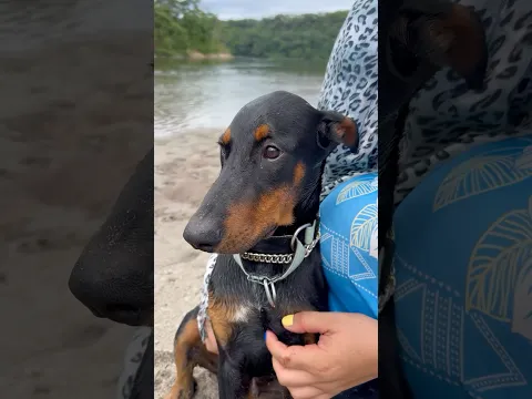 Perro tiburón 🦈