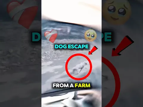 You won’t believe what they did after rescuing Kanowy the dog ❤️‍🩹 (@animal_in_crisis) #shorts