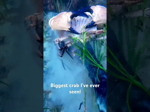 GIGANTIC CRAB! #spearfishing #crab
