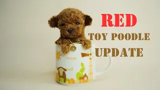 Grooming 6-Week Old Toy Poodles
