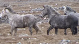 Divlji konji ( Wild horses ) - Livno - B i H