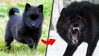 ANTES Y DESPUÉS DE ANIMALES CRECIENDO. INCREÍBLES TRANSFORMACIONES DE ANIMALES