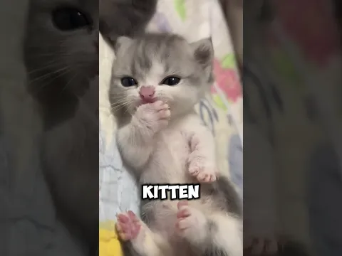 #catmeme