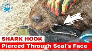 Shark Hook Pierced Through Seal's Face