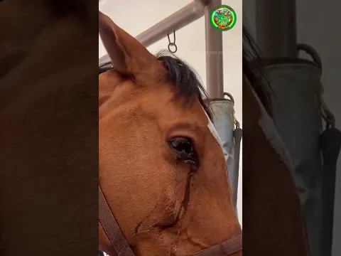 Cinta Yang Begitu Besar Dari Pemiliknya Untuk Seekor Kuda 😭🐴❤️