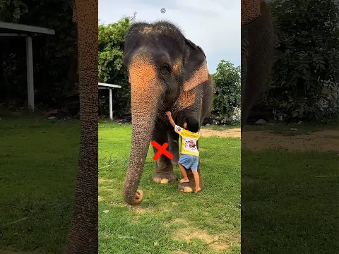 What did the elephant do 😯