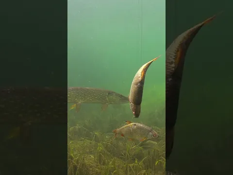 Dead baiting, underwater view. #shorts #fishing #new
