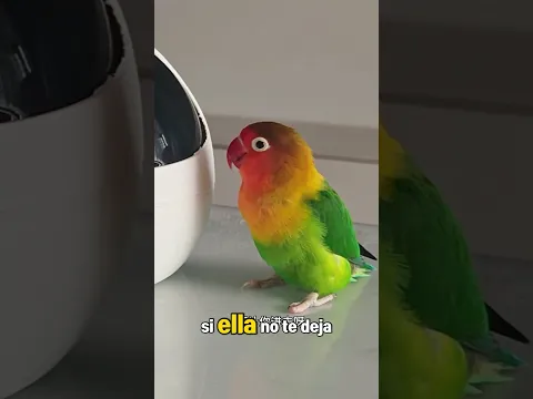 🦜🚫🏠¡El loro mandón hace todo lo posible para impedir que sus amigos entren a la casa! #funnypets
