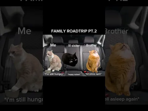 Cat Memes: Roadtrip PT.2 | #shorts #cat #relatable