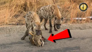 10 อันดับ สัตว์ที่สามารถฆ่าสิงโตได้อย่างง่ายดาย (Animal Can Kill a Lion Easily)