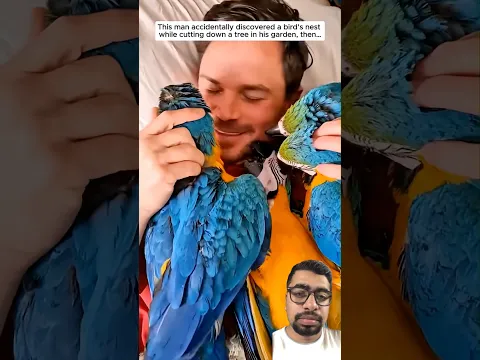 #parrot #birds #macaw #pets #birb #cute #rescue #animals #animalshorts #turtlewatching