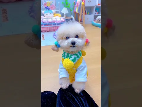 Mỗi ngày một bộ đồ. #shortsshorts #viral #cutedog #poodle #funydog1010 #dogs #funydogs #beautifuldog