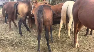 Runnin C Ranch colts 11/8/22