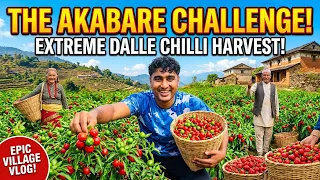 Picking Fresh Dalle Chilli Directly From Farm! | Organic Village Life