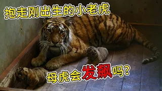 刚生完孩子的母老虎惹不得？紧紧盯着饲养员的样子太凶了 | 跟着图尔去旅行