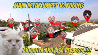 KUCING KUCING PADA NGUMPET DI 1 KOMPLEK