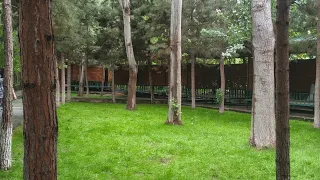 ДАРАХТДА НЕЧТА ОДАМ ЮЗИ БОР