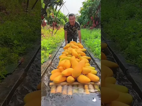 Enjoy tasty fruits with beautiful nature 🥝🍑🍎🍀🌿🍉 #shorts #nature #fruit
