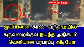 ஐயப்பனை காண வந்த மயில் | கருவறைக்குள் நடந்த அதிசயம் | வெளியான பரபரப்பு வீடியோ |